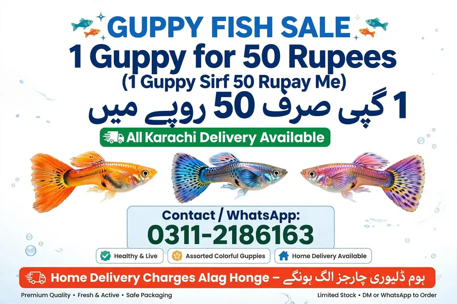 Mixed Guppies Rs 50 Mixed molly Rs 70  Mixed molly Rs 70  Available — photo 2