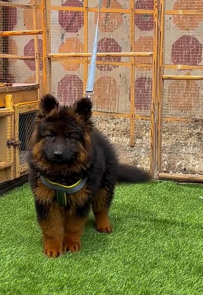 Pure German Shepherd breed for sale WhatsApp mi 0341-39-96-191