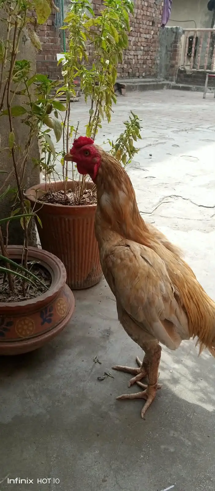 aseel pair — photo 2