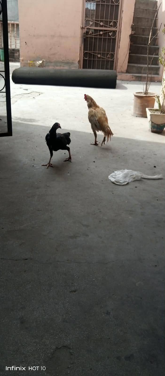 aseel pair 2