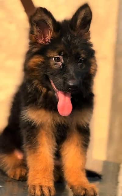 Pure German Shepherd breed for sale WhatsApp mi 0341-39-96-191
