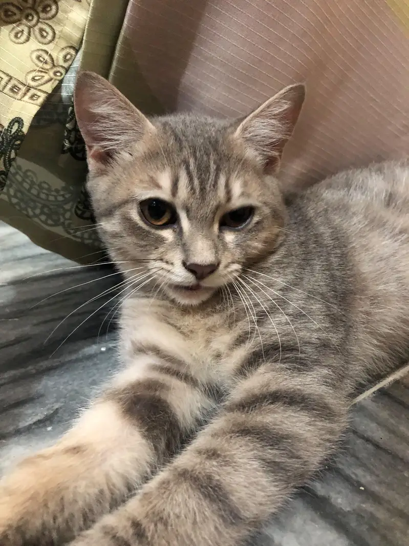 Persion x stray kittens — photo 2