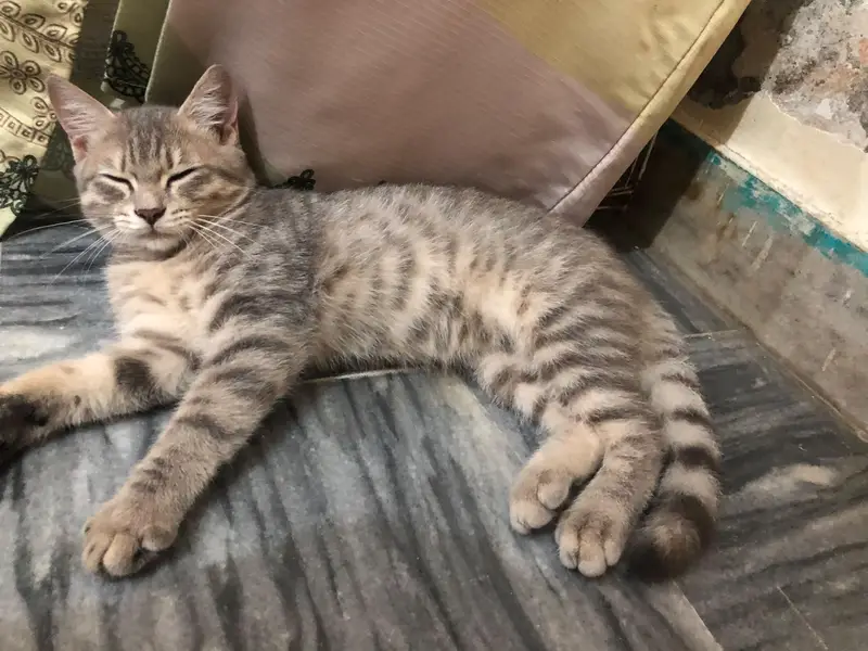 Persion x stray kittens — photo 3
