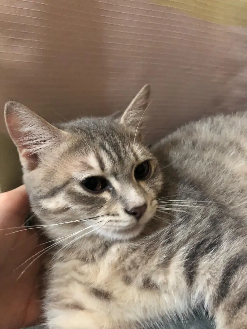 Persion x stray kittens — photo 4