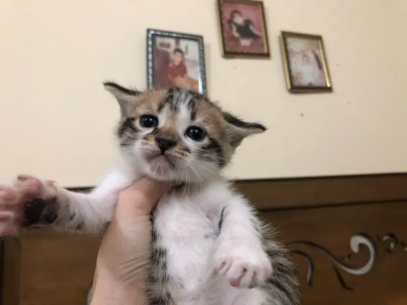 Persion x stray kittens — photo 5