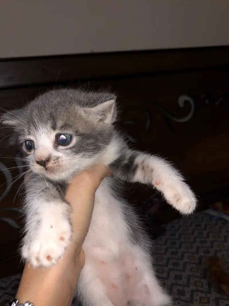 Persion x stray kittens — photo 6