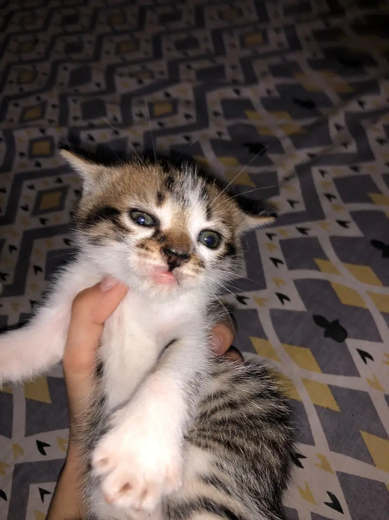Persion x stray kittens — photo 7