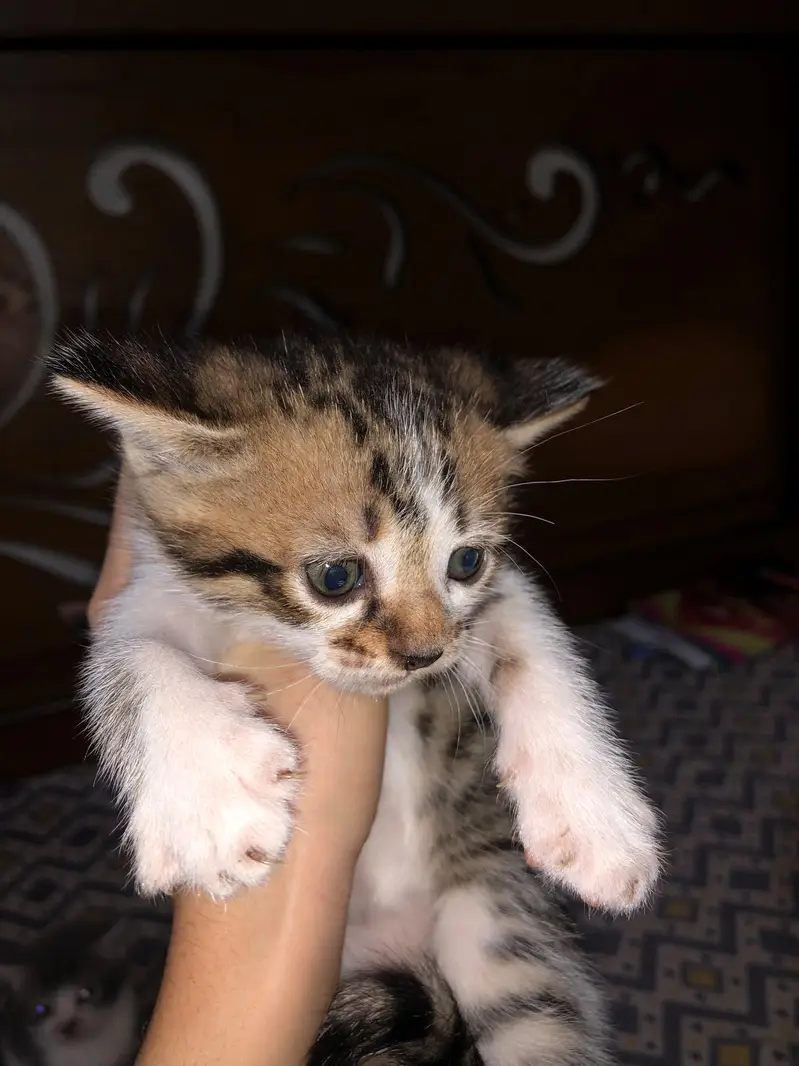 Persion x stray kittens — photo 8