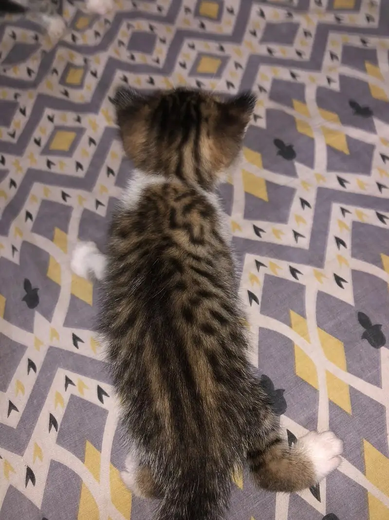 Persion x stray kittens — photo 9