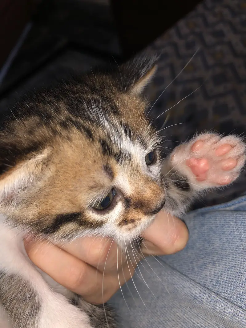 Persion x stray kittens — photo 11