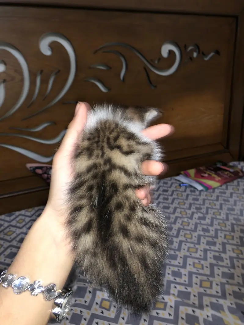 Persion x stray kittens — photo 12