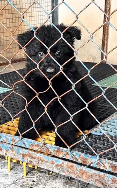 Pure German Shepherd breed for sale WhatsApp mi 0341-39-96-191