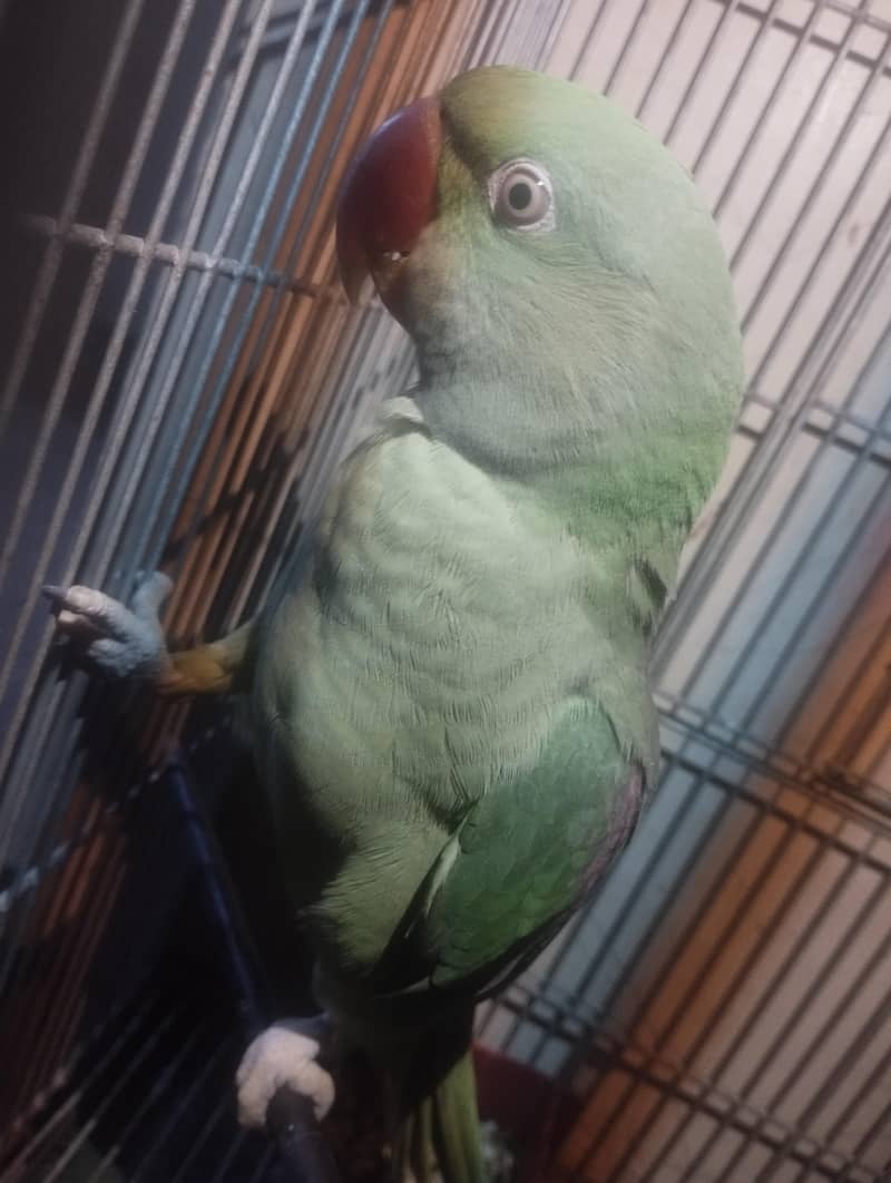 Raw parrot 2