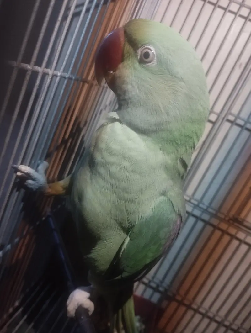 Raw parrot — photo 3