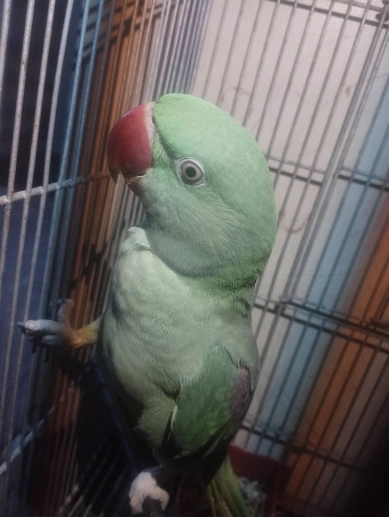 Raw parrot 3