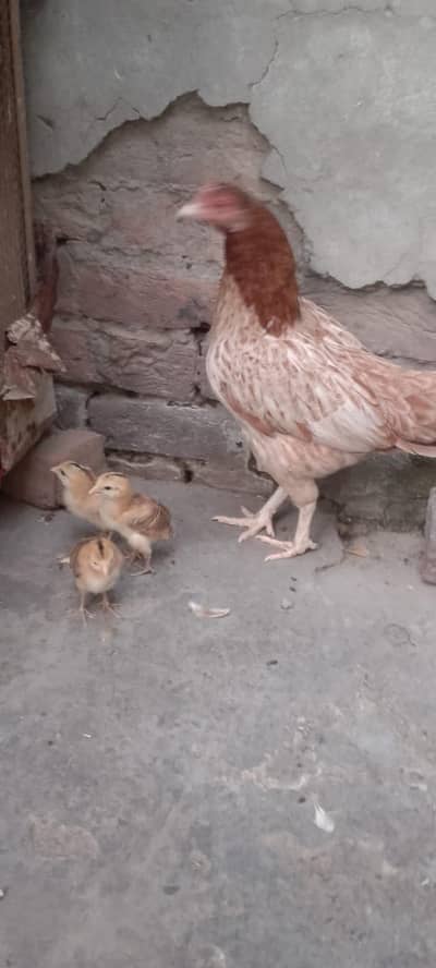 aseel madi with chicks breeder