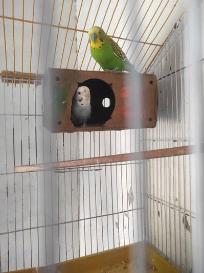 breeder pair with cage (loaded female)