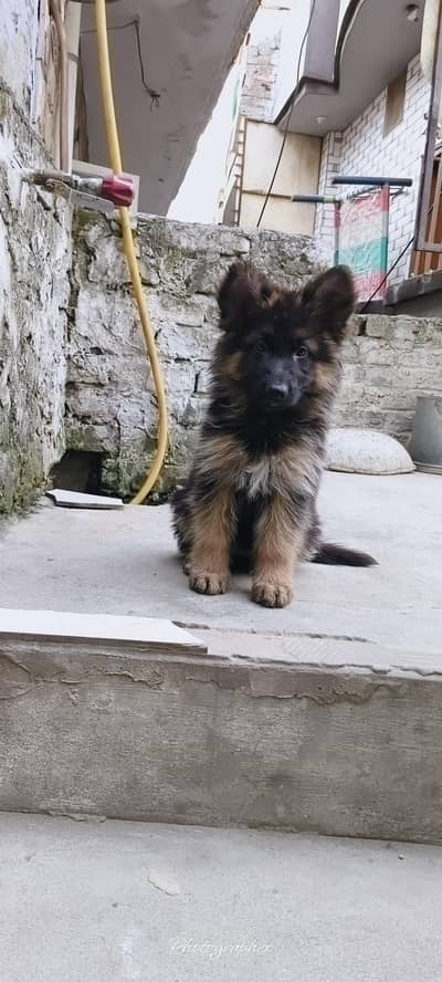 German Shepherd puppy