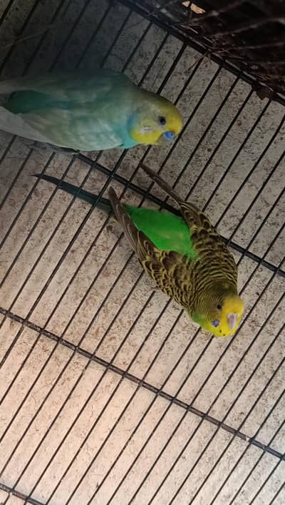 2 healthy breeders pairs