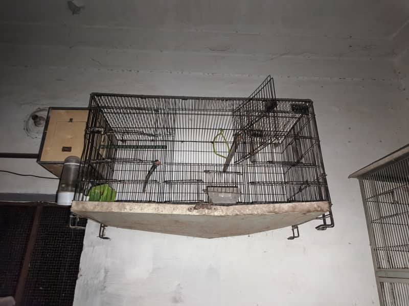 LIVEBIRS'S 1