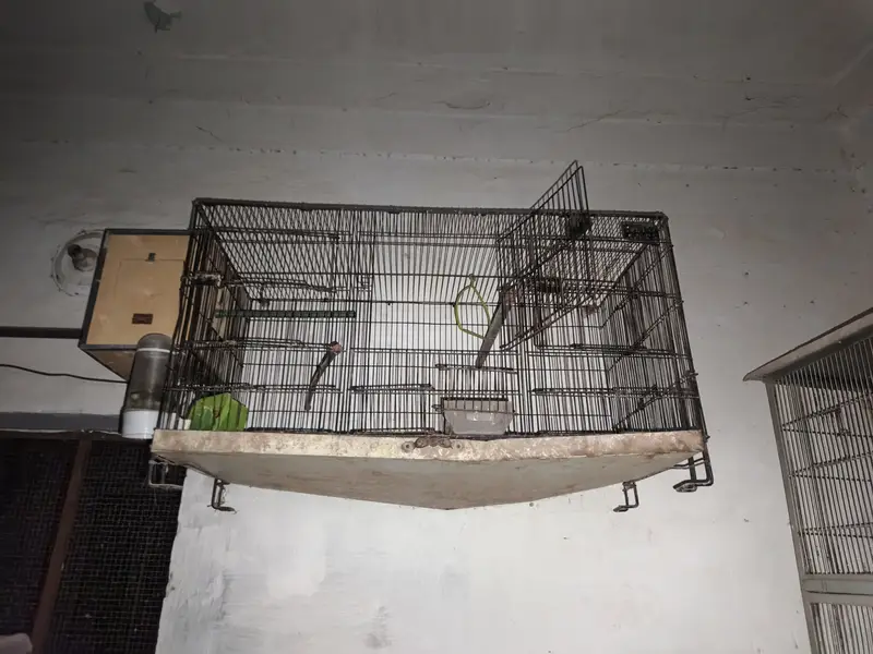 LIVEBIRS'S — photo 2