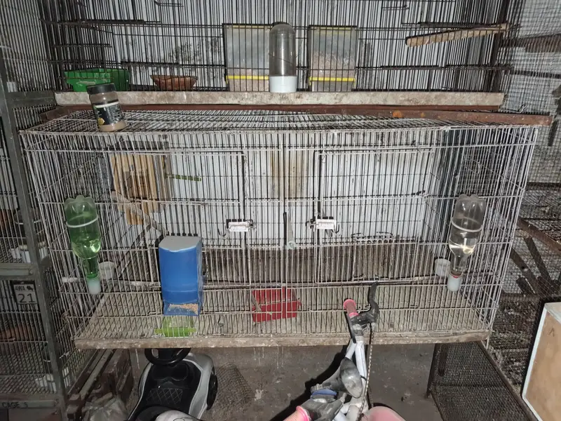 LIVEBIRS'S — photo 3