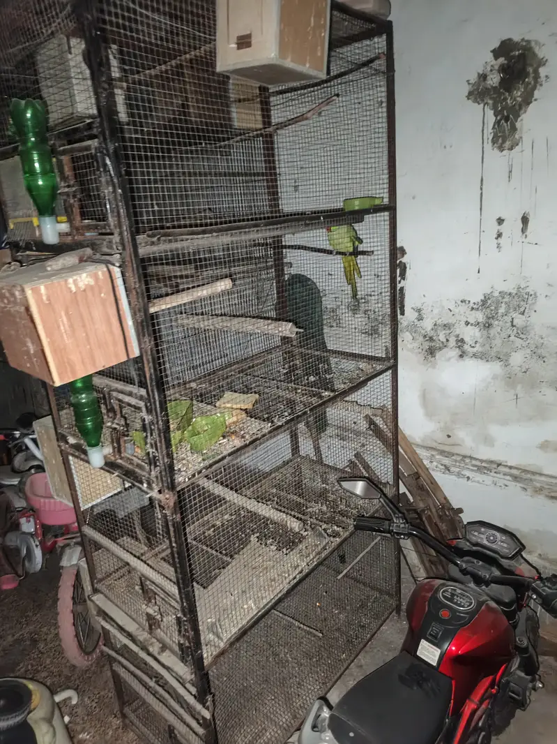 LIVEBIRS'S — photo 6