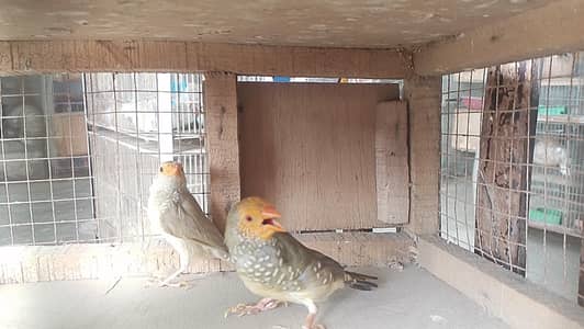 star finches