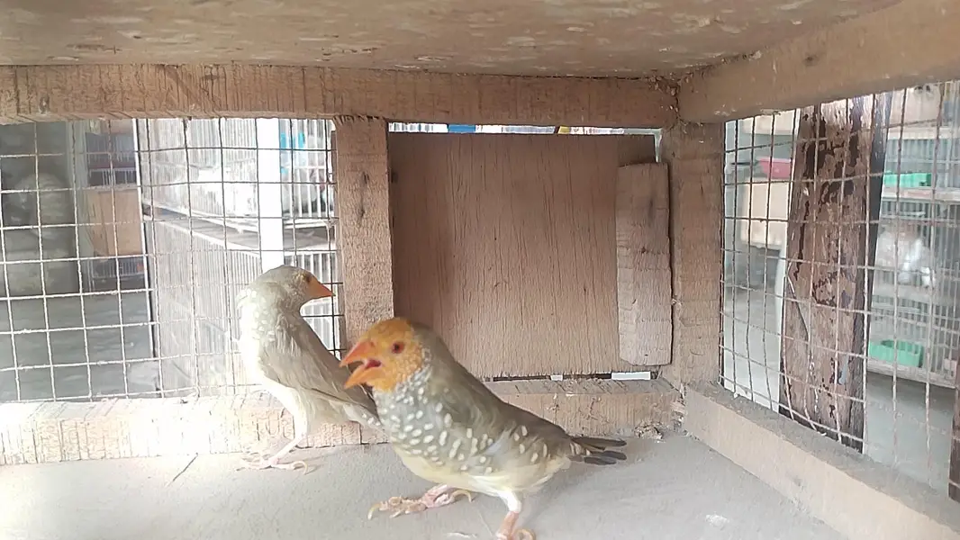 star finches — photo 2