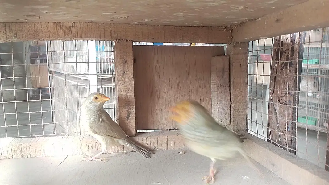 star finches — photo 3