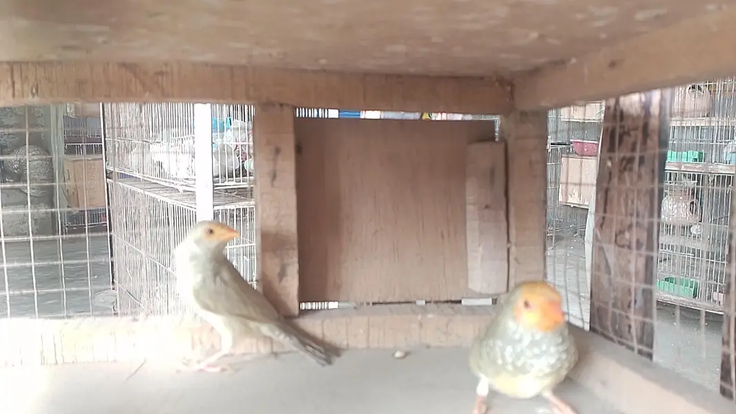star finches — photo 4