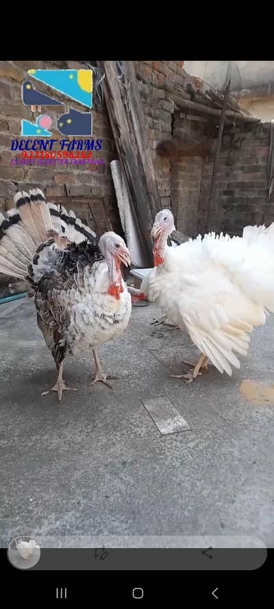 2 white and 1 pide turkey