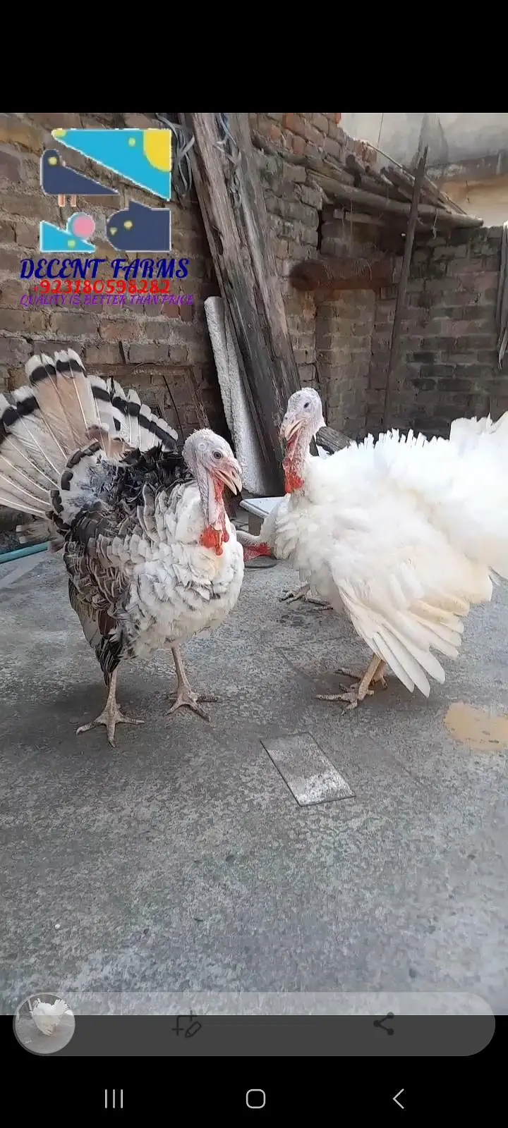 2 white and 1 pide turkey