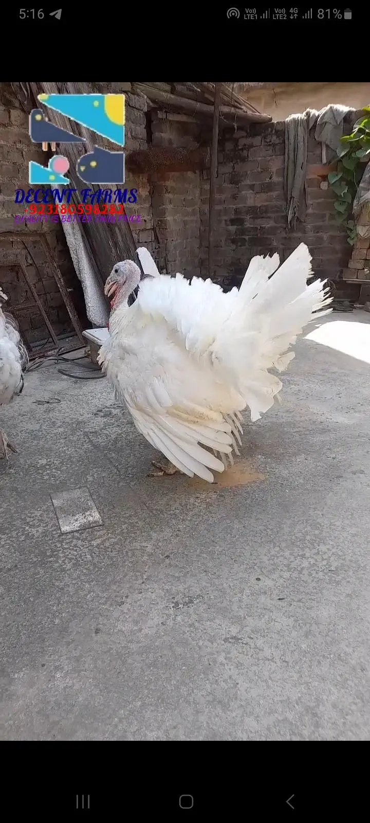 2 white and 1 pide turkey — photo 3