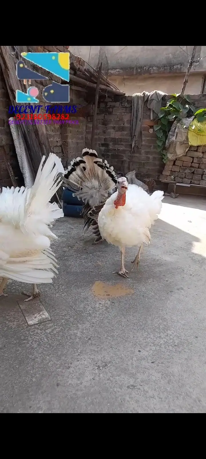 2 white and 1 pide turkey — photo 4