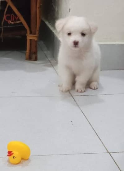 Russian puppies ready for new  home