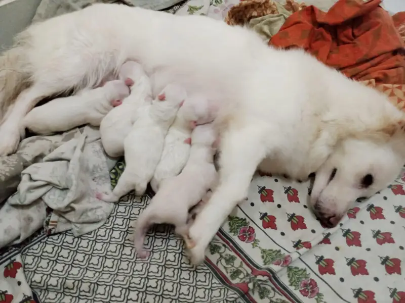 Russian puppies ready for new  home — photo 2