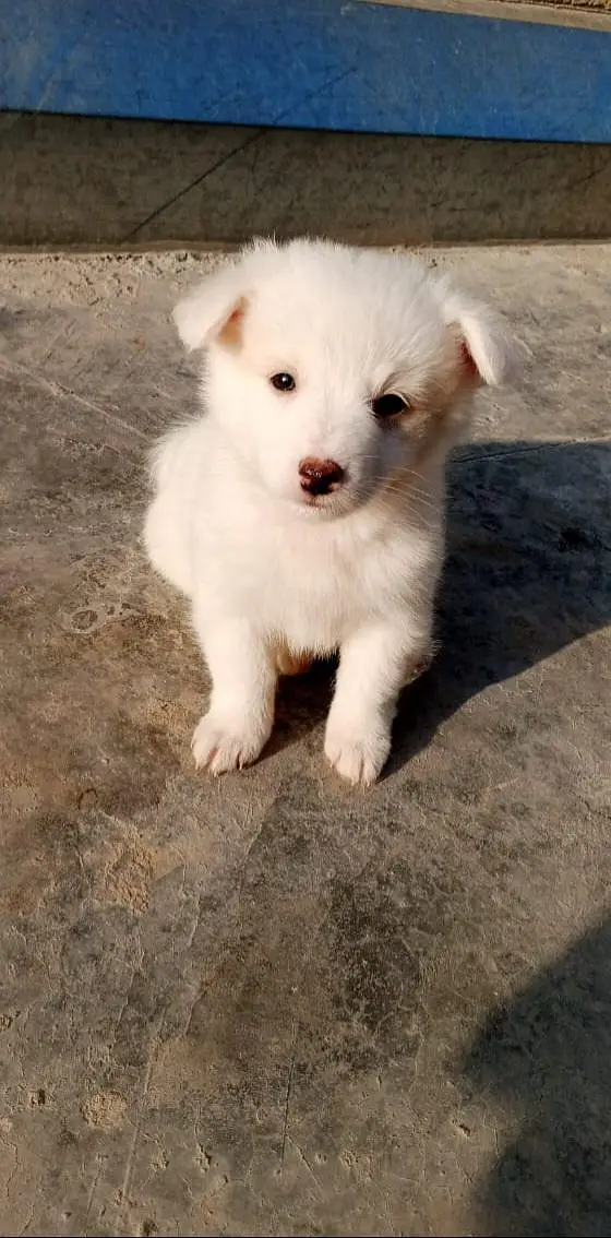 Russian puppies ready for new  home — photo 3