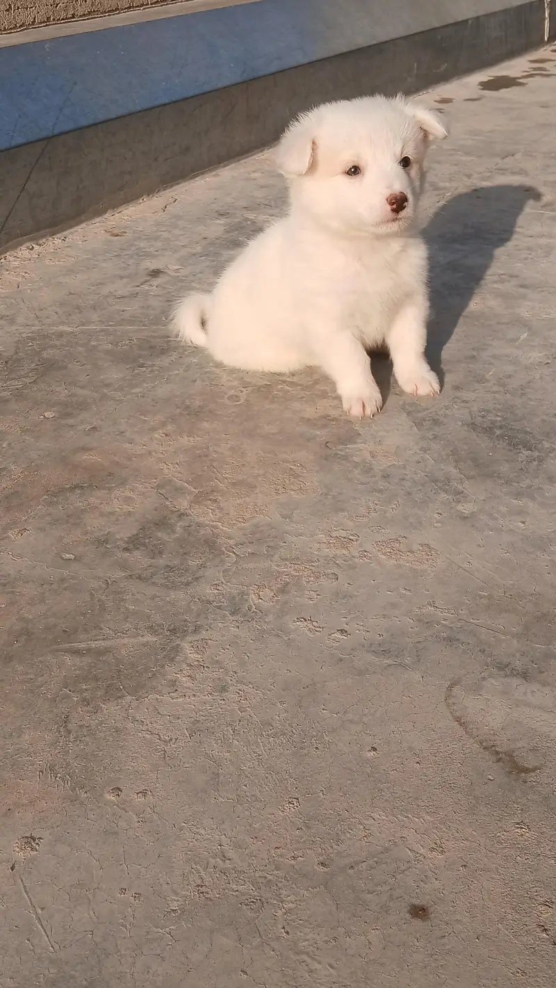 Russian puppies ready for new  home — photo 4