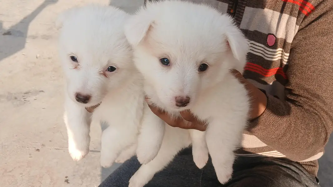 Russian puppies ready for new  home — photo 5