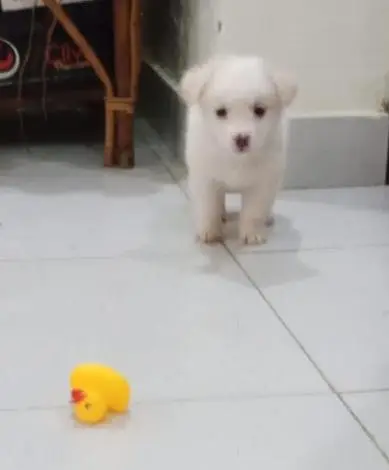 Russian puppies ready for new  home — photo 6