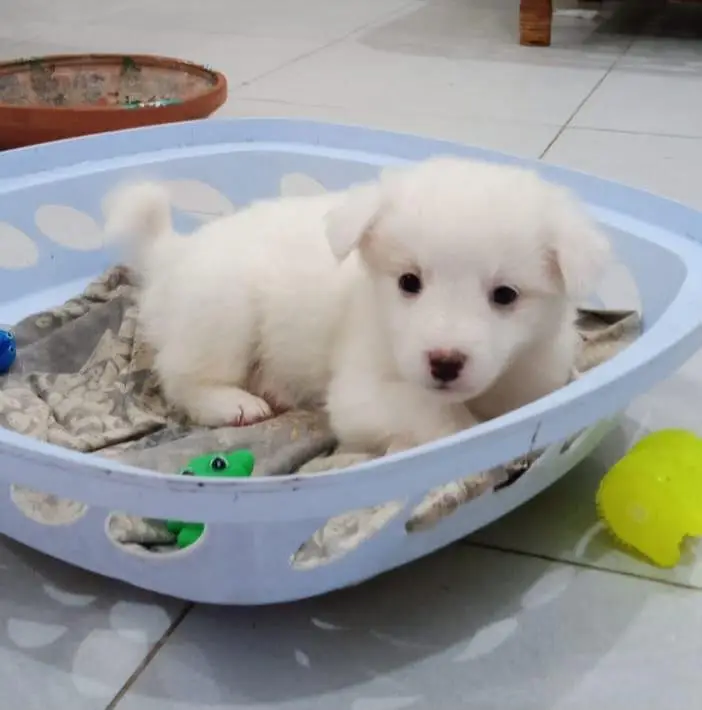 Russian puppies ready for new  home — photo 7