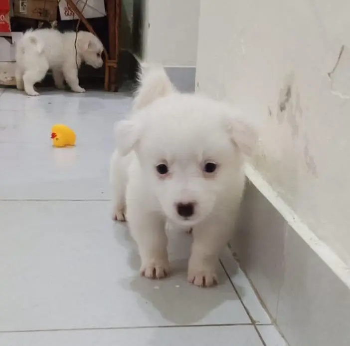 Russian puppies ready for new  home — photo 8