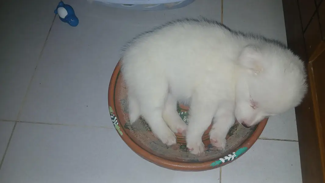 Russian puppies ready for new  home — photo 9