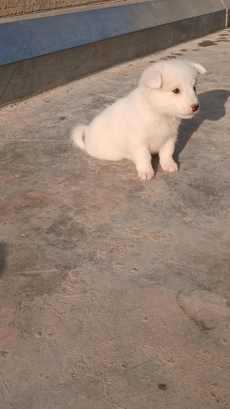 Russian puppies ready for new  home — photo 10