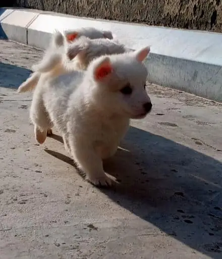 Russian puppies ready for new  home — photo 11