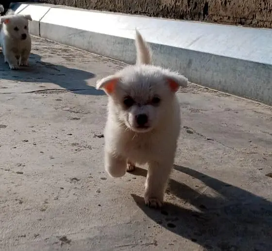 Russian puppies ready for new  home — photo 12