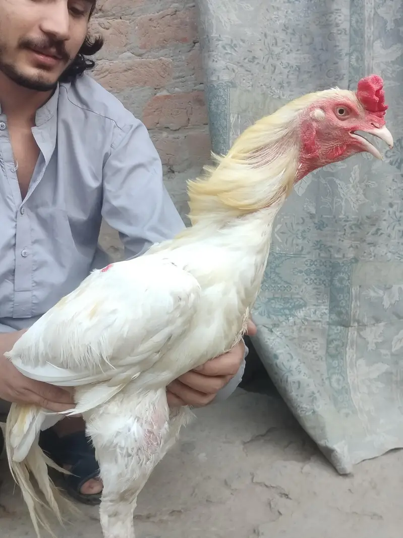 Aseel Pair For Sale 25k — photo 2