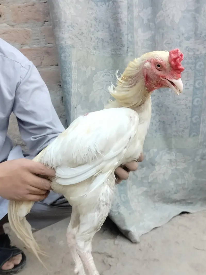 Aseel Pair For Sale 25k — photo 4
