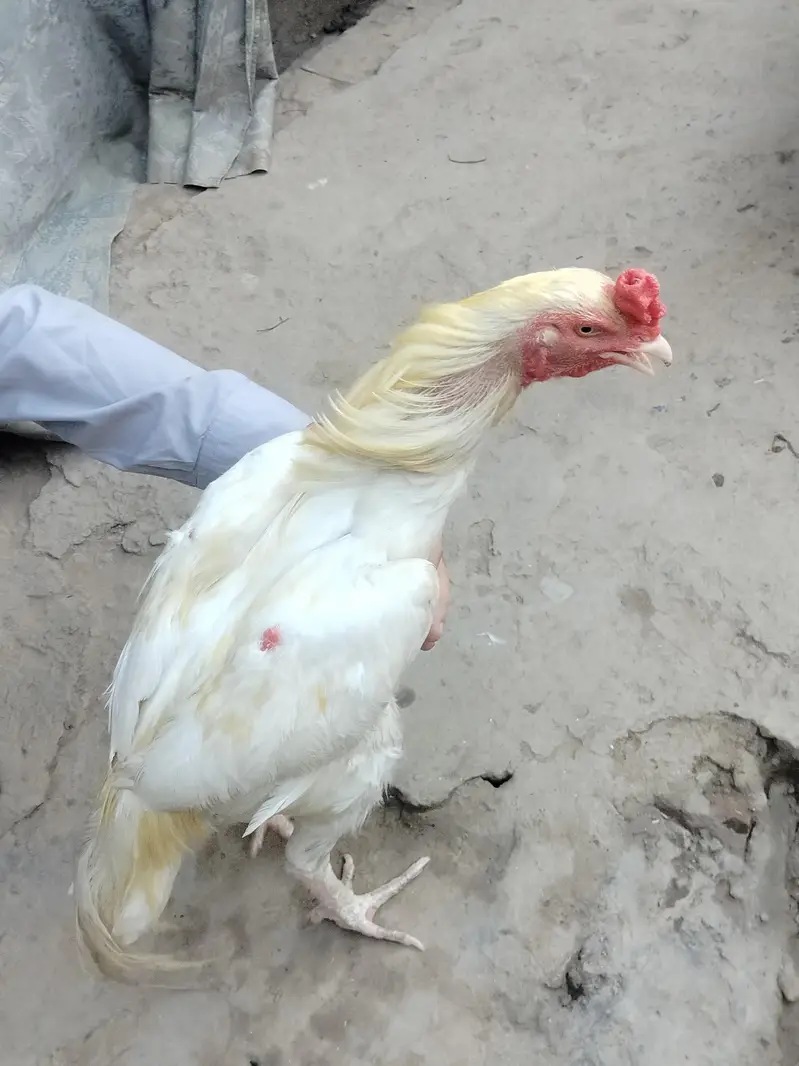 Aseel Pair For Sale 25k — photo 5
